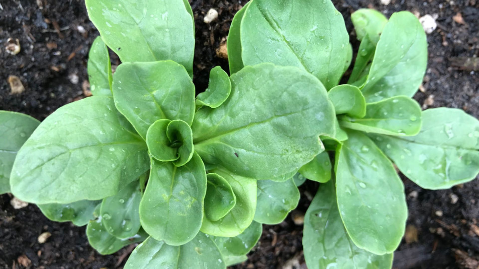 fresh mache lettuce growing in dark garden soil with small smooth rounded green leaves forming compact leafy rosettes