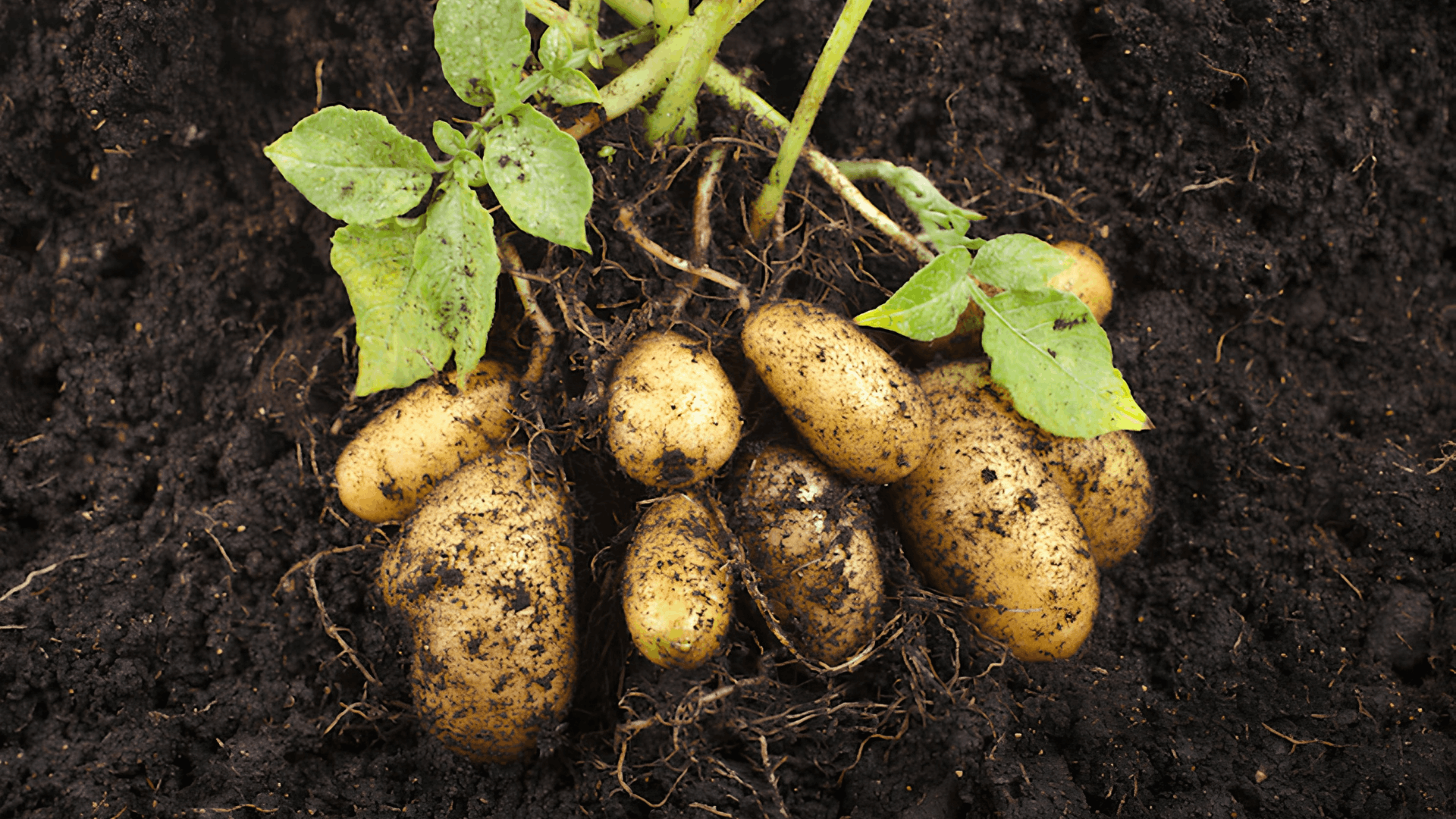 fresh potatoes growing beneath a leafy plant with soil brushed aside to reveal newly formed tubers ready for harvest in the garden (1)