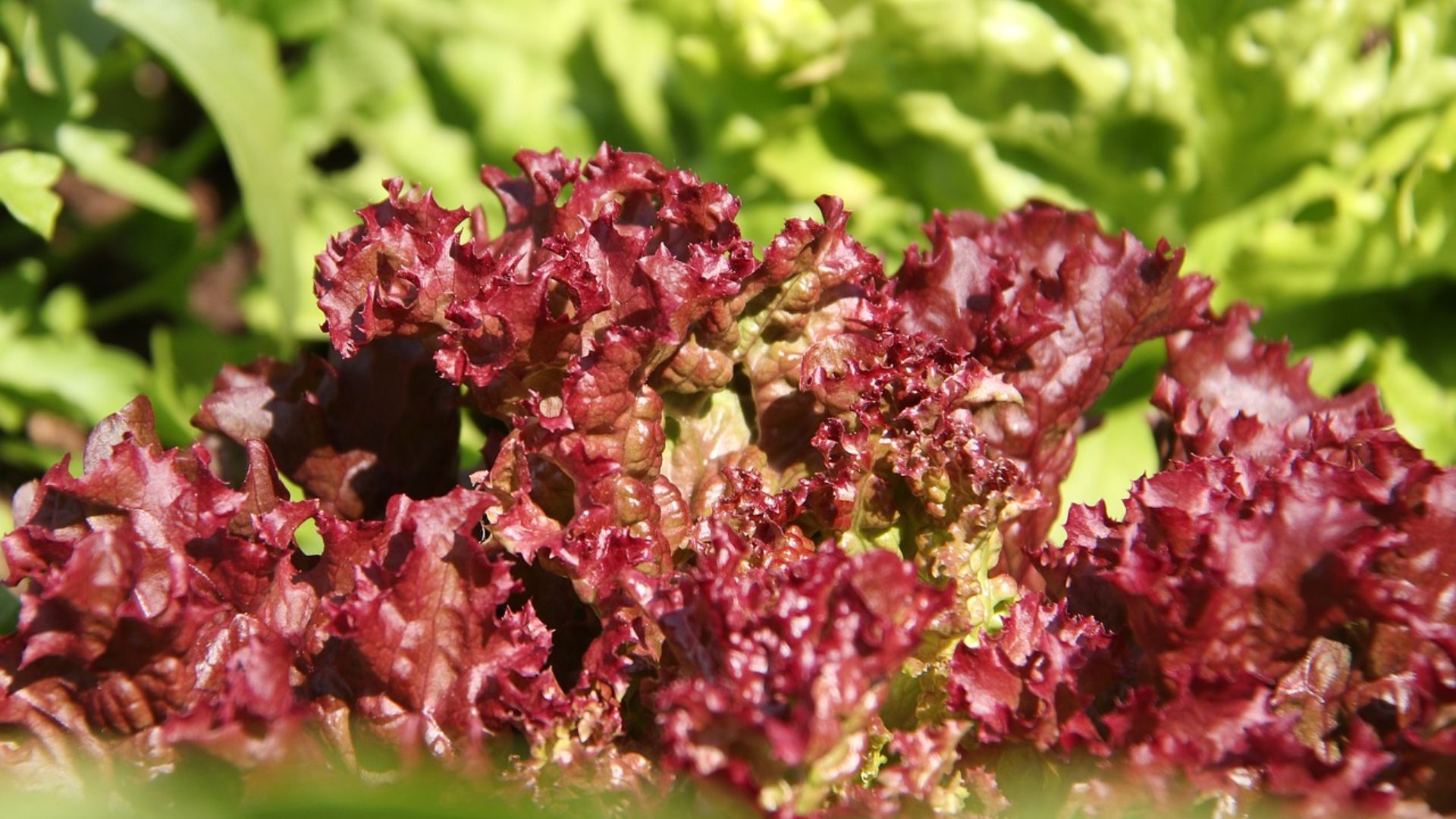 fresh red leaf lettuce growing in a garden with deeply curled burgundy leaves surrounded by bright green lettuce plants