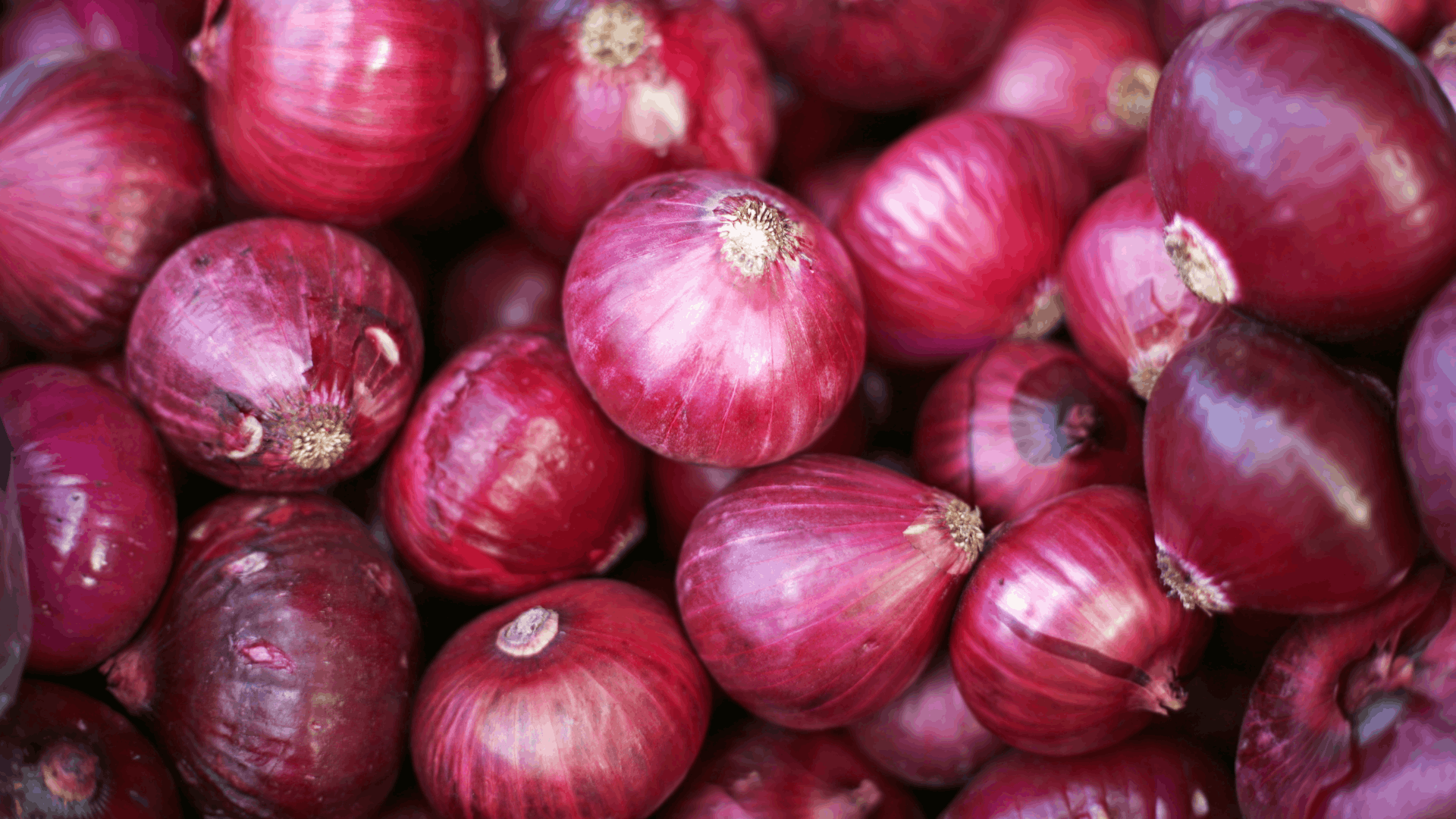 fresh red onions with glossy purple skins displayed together as useful eggplant companion plants for natural pest control