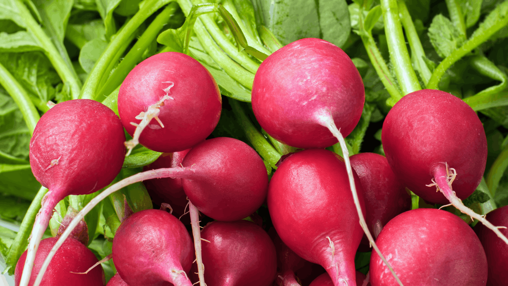 fresh red radishes with leafy green tops harvested as fast growing eggplant companion plants for the garden
