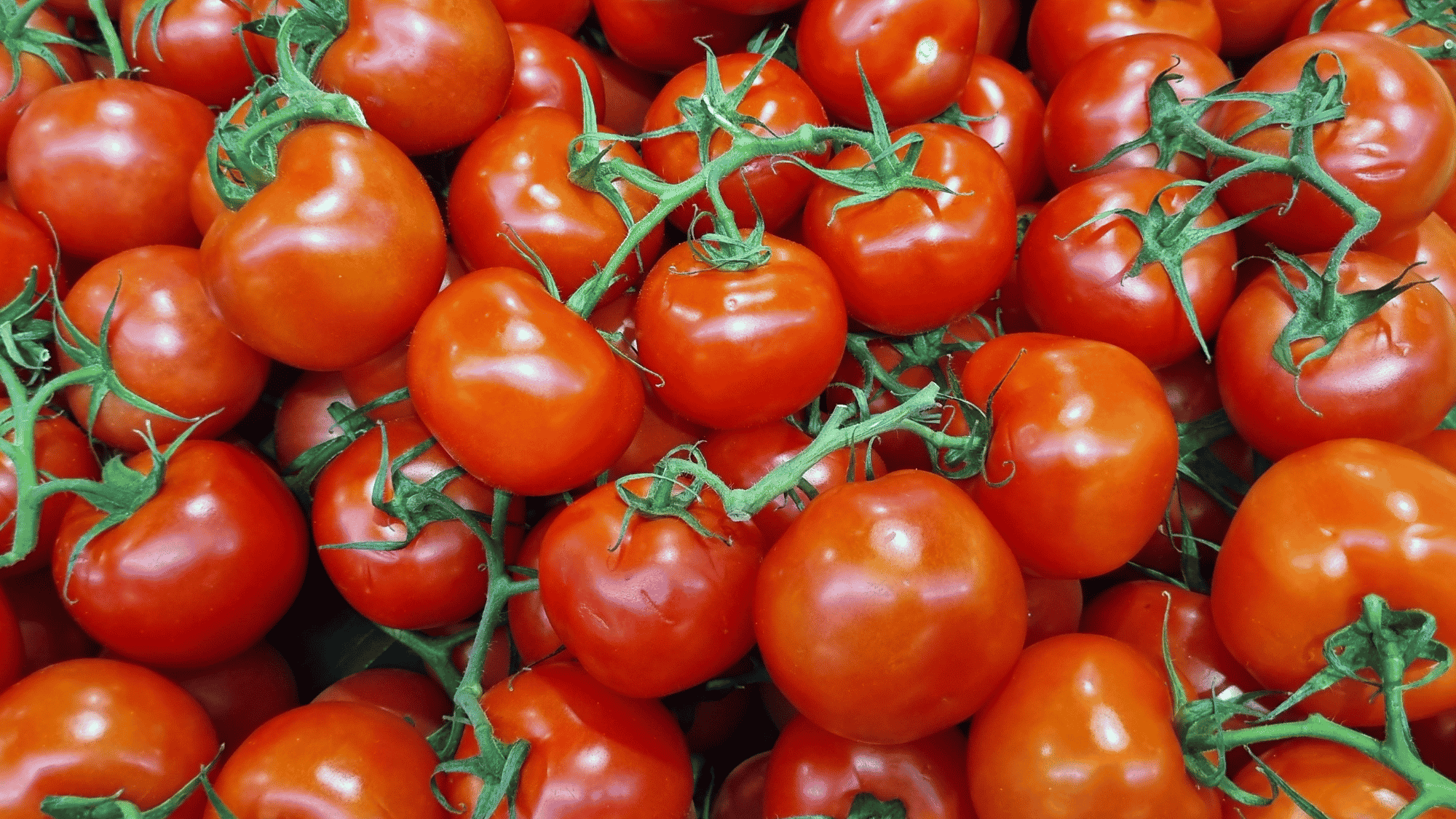 fresh red tomatoes with green stems piled together in a market display showing ripe smooth and vibrant produce