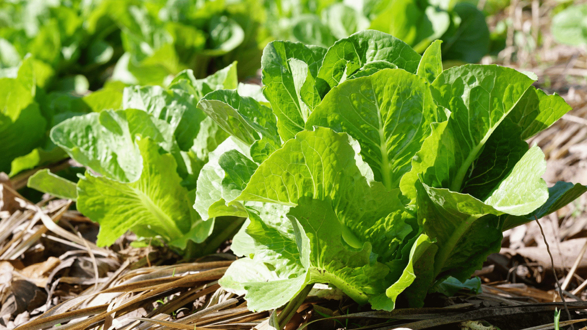 fresh romaine lettuce growing in a garden bed with crisp green leaves surrounded by straw mulch under bright natural sunlight