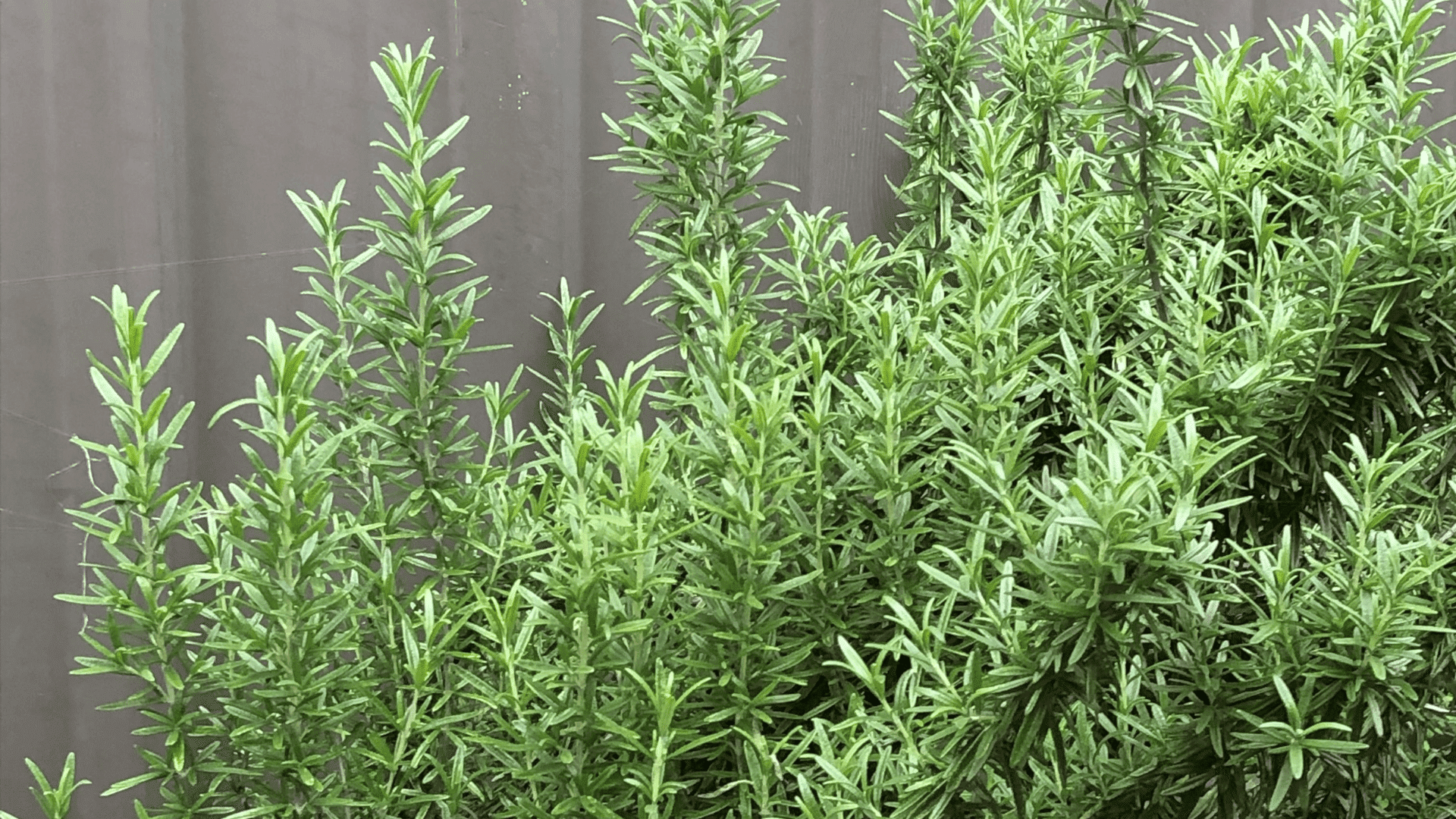 fresh rosemary stems with slender green fragrant leaves growing upright in rich garden soil with a softly blurred background