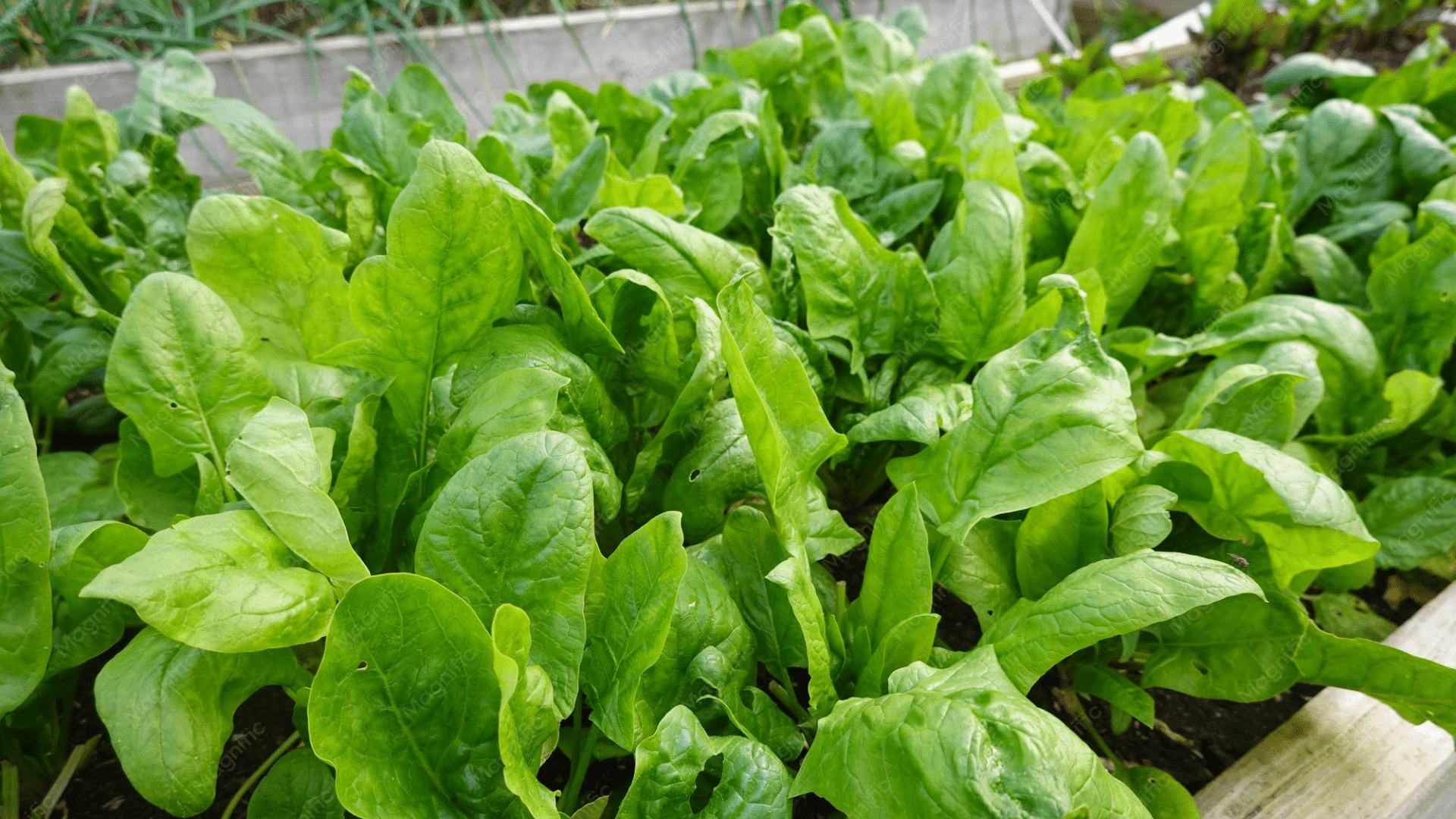 fresh spinach plants growing densely in a raised garden bed with vibrant green leaves thriving in rich soil under natural sunlight