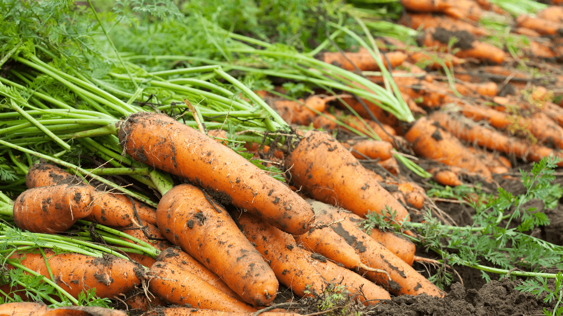 freshly harvested carrots with green tops lying on garden soil showing a crop collection from a vegetable field