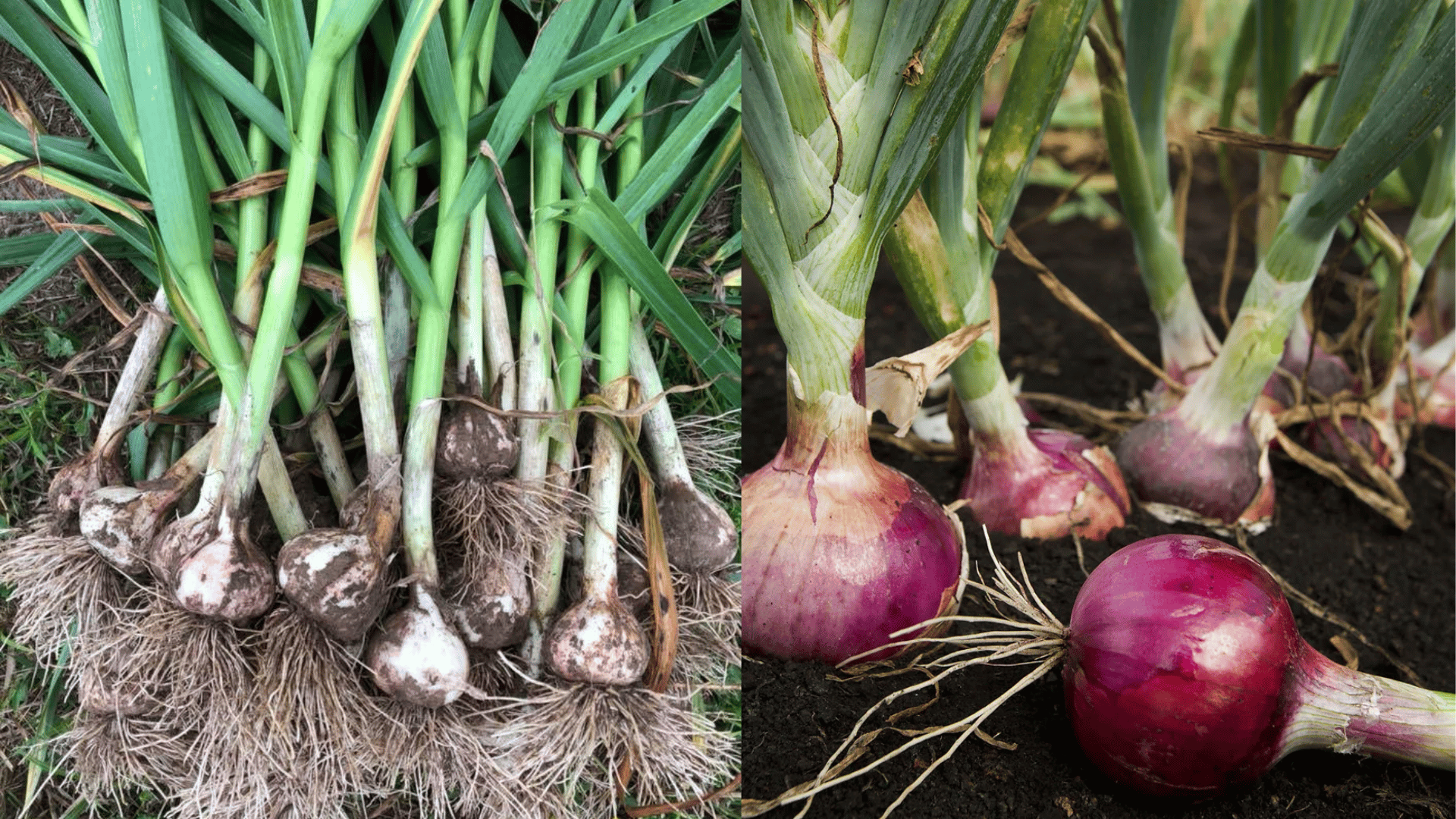 freshly harvested garlic bulbs and red onions growing in rich garden soil with green stalks showing healthy homegrown vegetables