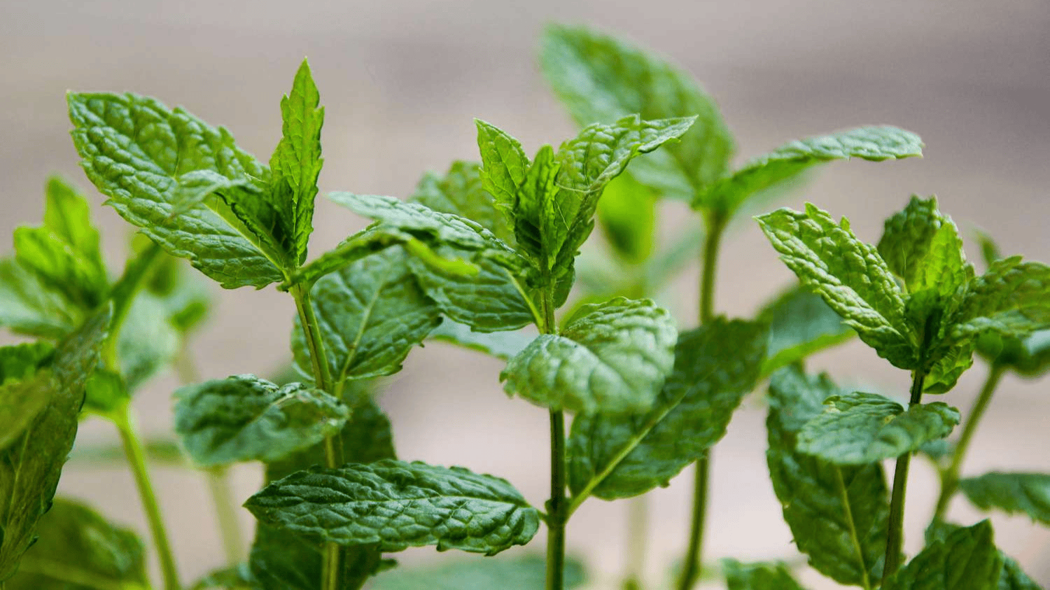 fresh mint plants with vibrant green leaves growing closely together in a garden with healthy upright stems