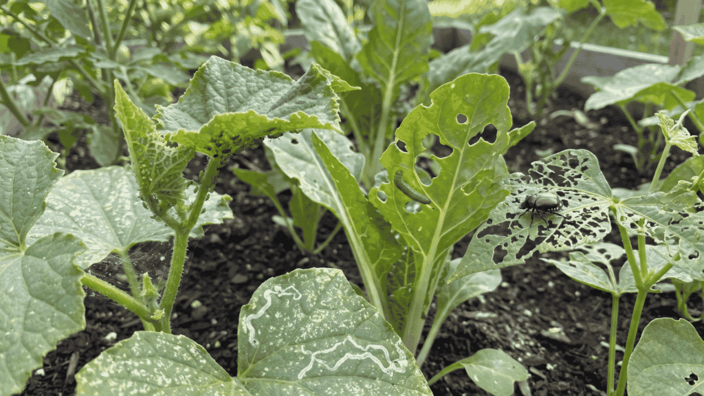 Garden Pest Identification: Signs, Bugs and Solutions Garden leaves showing aphids, a caterpillar, a beetle, webbing, holes, and leaf-miner trails.