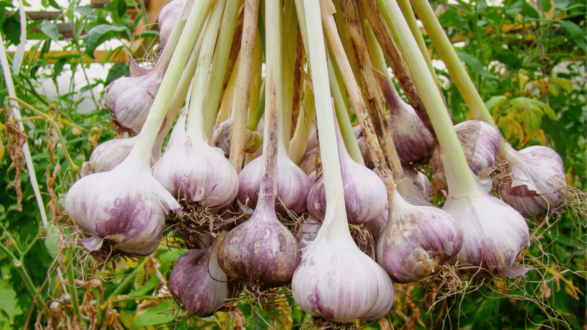 garlic bulbs hanging in a fresh harvest bunch with pale green stalks purple striped skins and tangled roots in a garden
