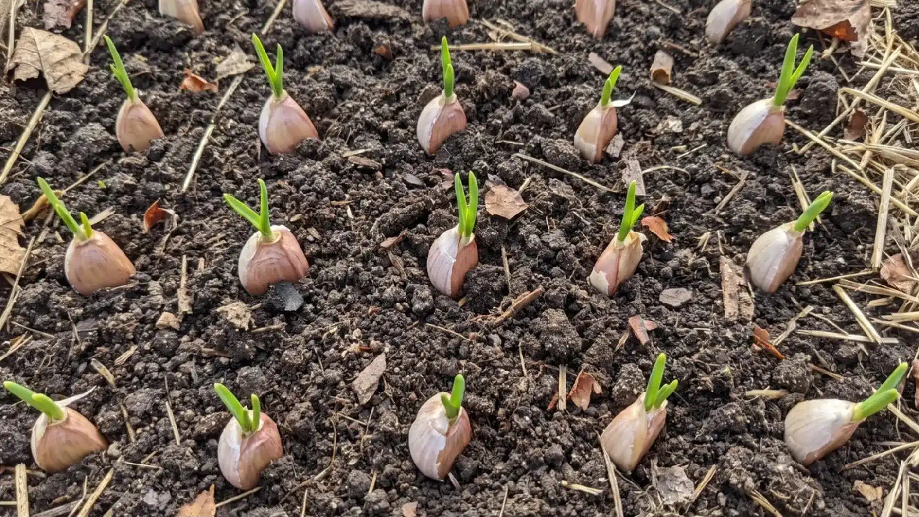 Garlic cloves planted in fall garden soil with green shoots