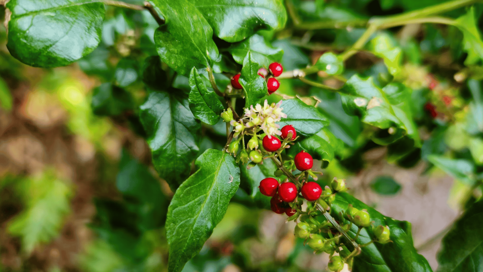 glossy green leaves with bright red berries and tiny blossoms growing on a leafy branch