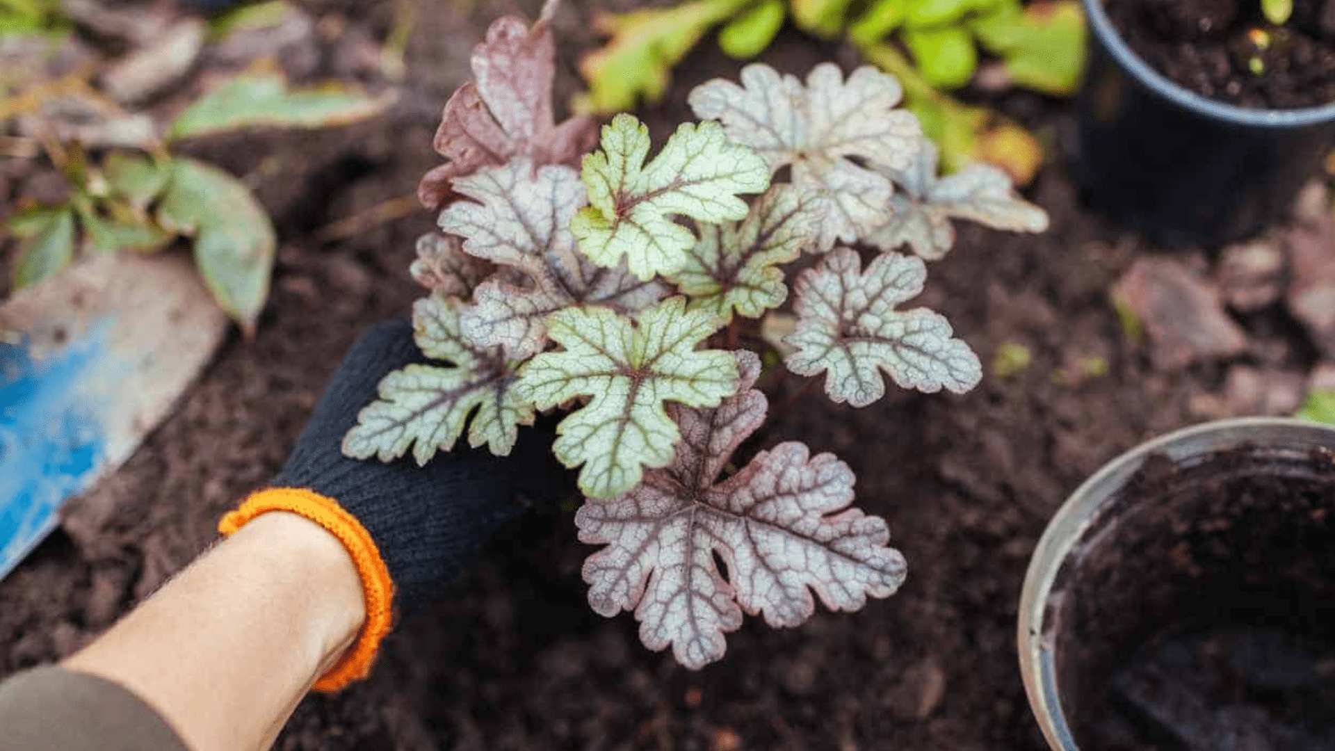gloved hand planting a heuchera with silver and purple veined leaves into garden soil beside small nursery pots