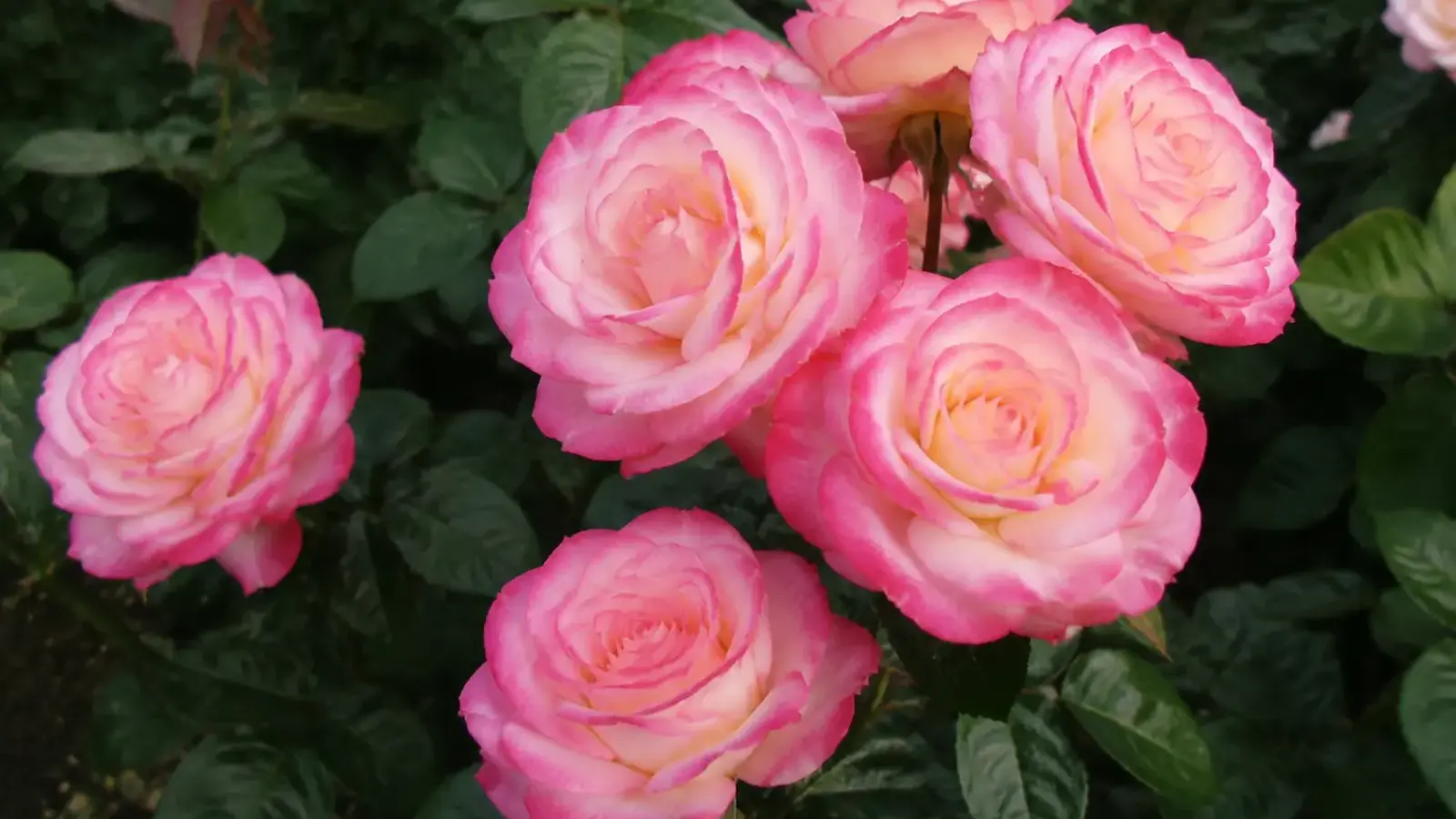 pink and cream grandiflora roses blooming among glossy dark green leaves in a garden