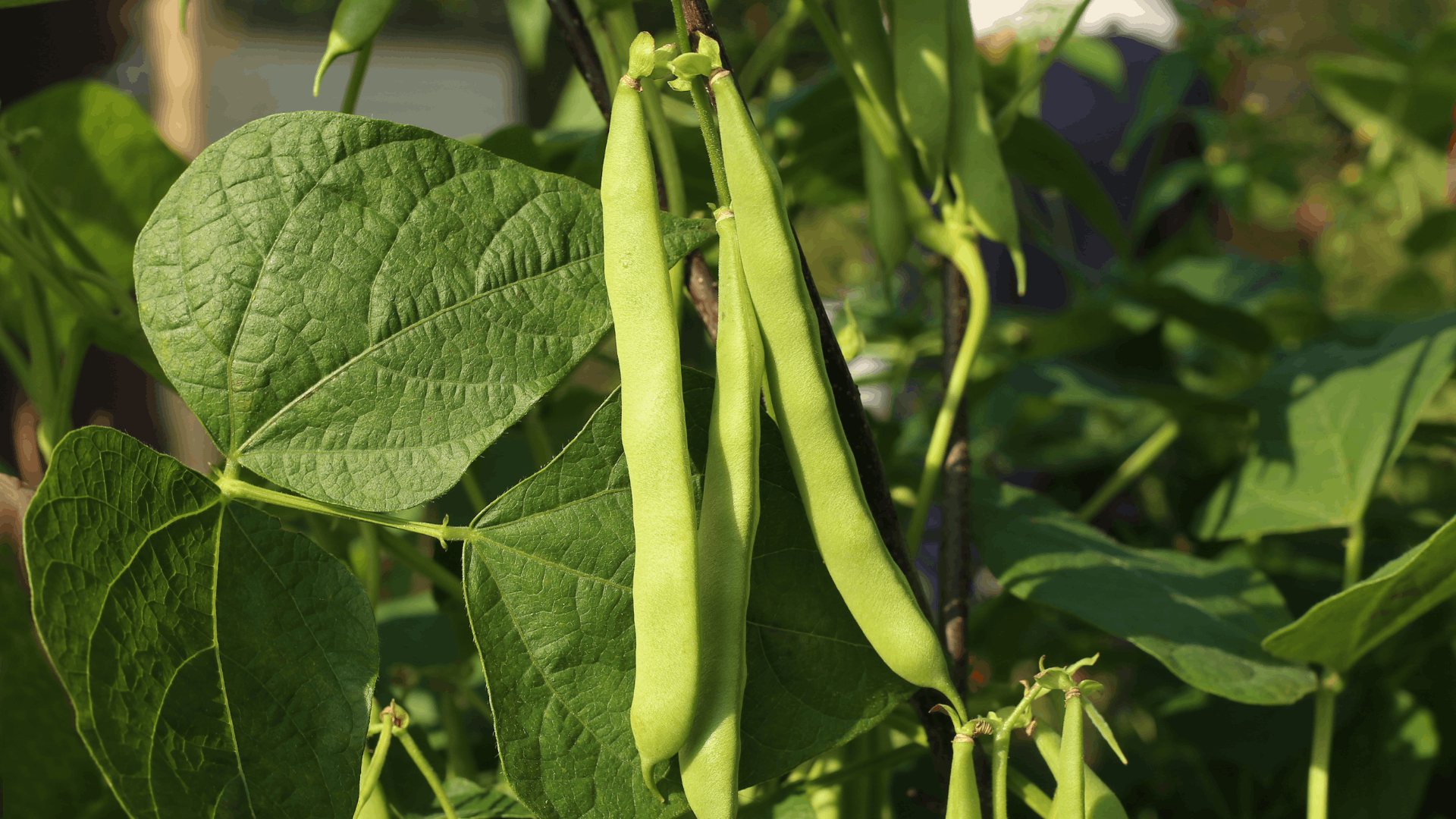 green bean plants with long slender pods growing as nitrogen fixing eggplant companion plants in the garden
