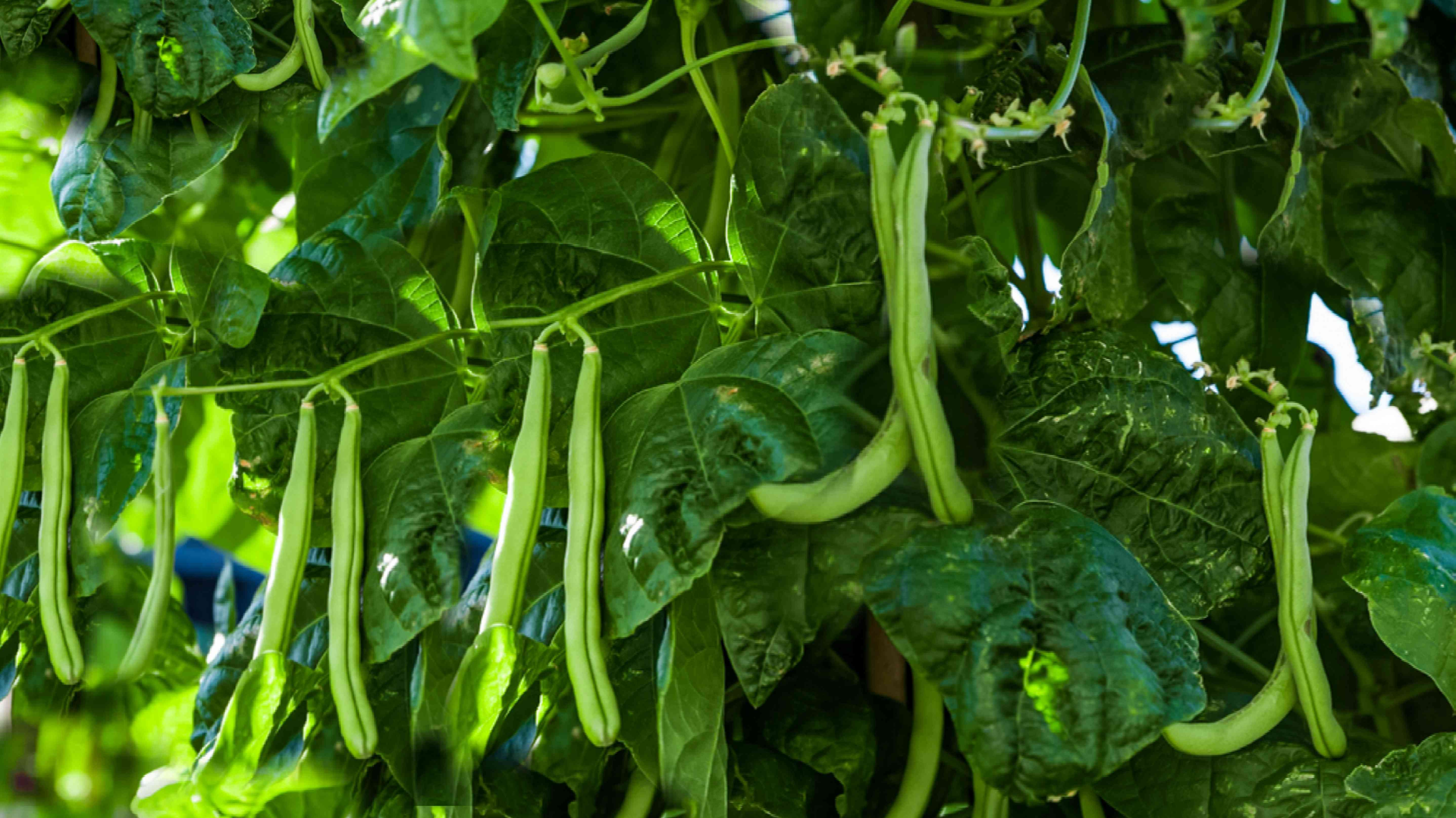green bean pods hanging from healthy climbing vines with broad green leaves growing densely in a sunlit garden