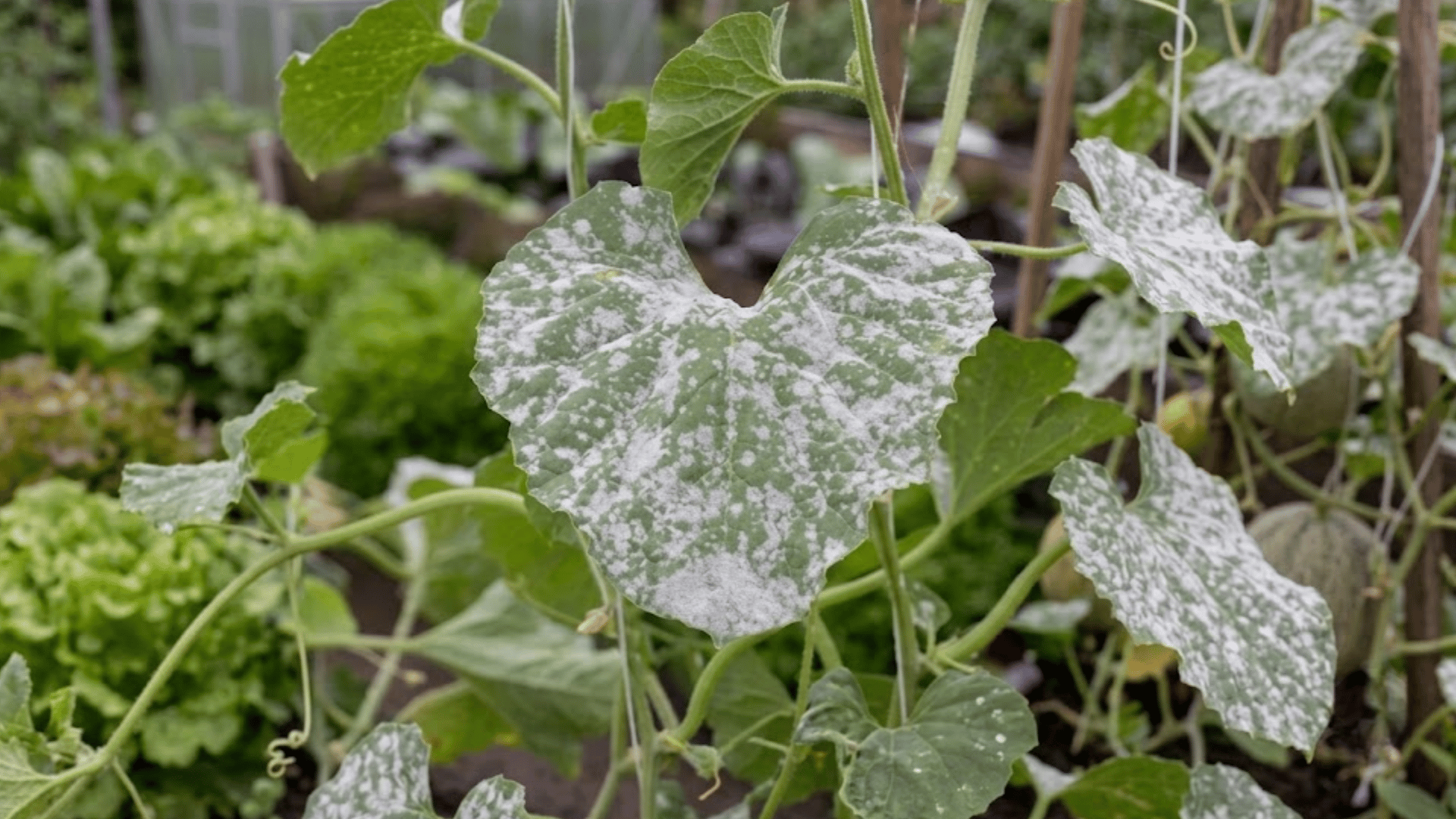 green heart shaped leaf covered with white powdery mildew surrounded by similar green leaves growing on a healthy vine