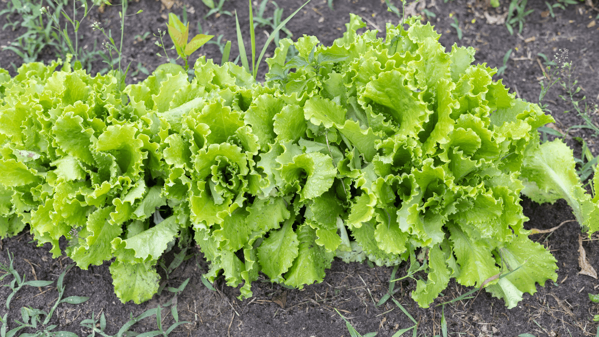 green lettuce plants growing in a garden bed with fresh leaves covered in water droplets and dark soil background