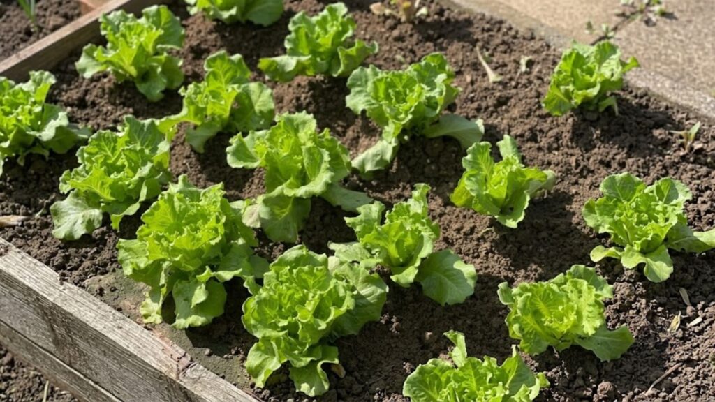 15 Different Types of Lettuce for Every Garden green loose leaf lettuce growing in a raised garden bed with fresh leafy plants