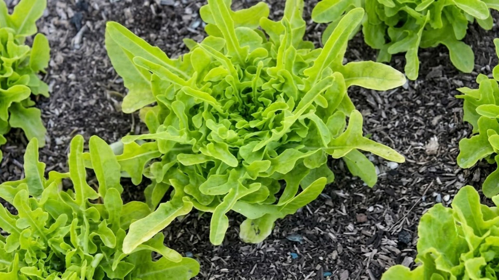 green oakleaf lettuce growing in garden soil with deeply lobed tender leaves