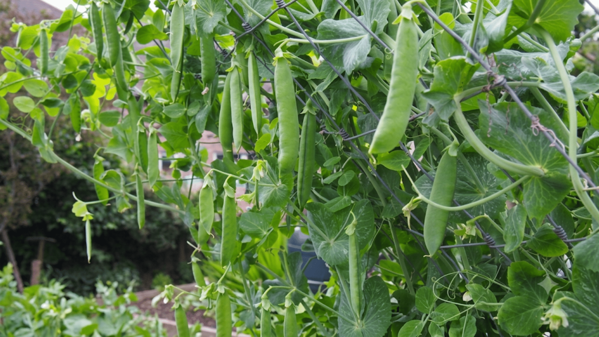 green pea plants growing with fresh pea pods in a garden
