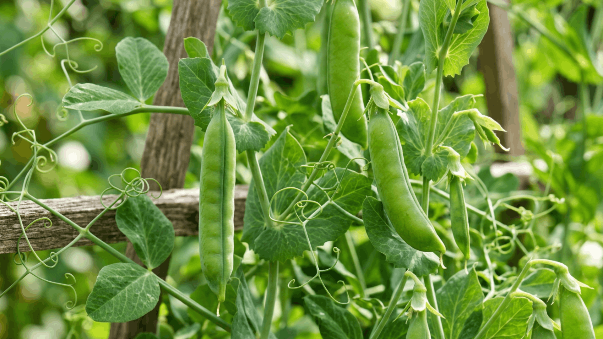 green pea pods hanging from climbing vines on a wooden trellis with curling tendrils in a thriving vegetable garden
