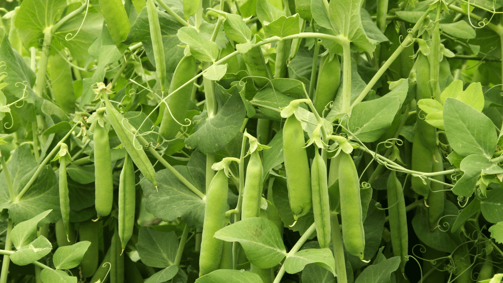 green pea pods hanging from healthy climbing vines with broad leaves and curling tendrils growing densely in a garden bed (1)