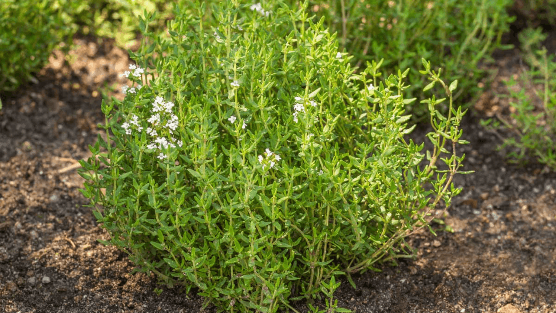green thyme plant with small white flowers growing in rich garden soil forming a healthy aromatic herb ready for harvesting (1)