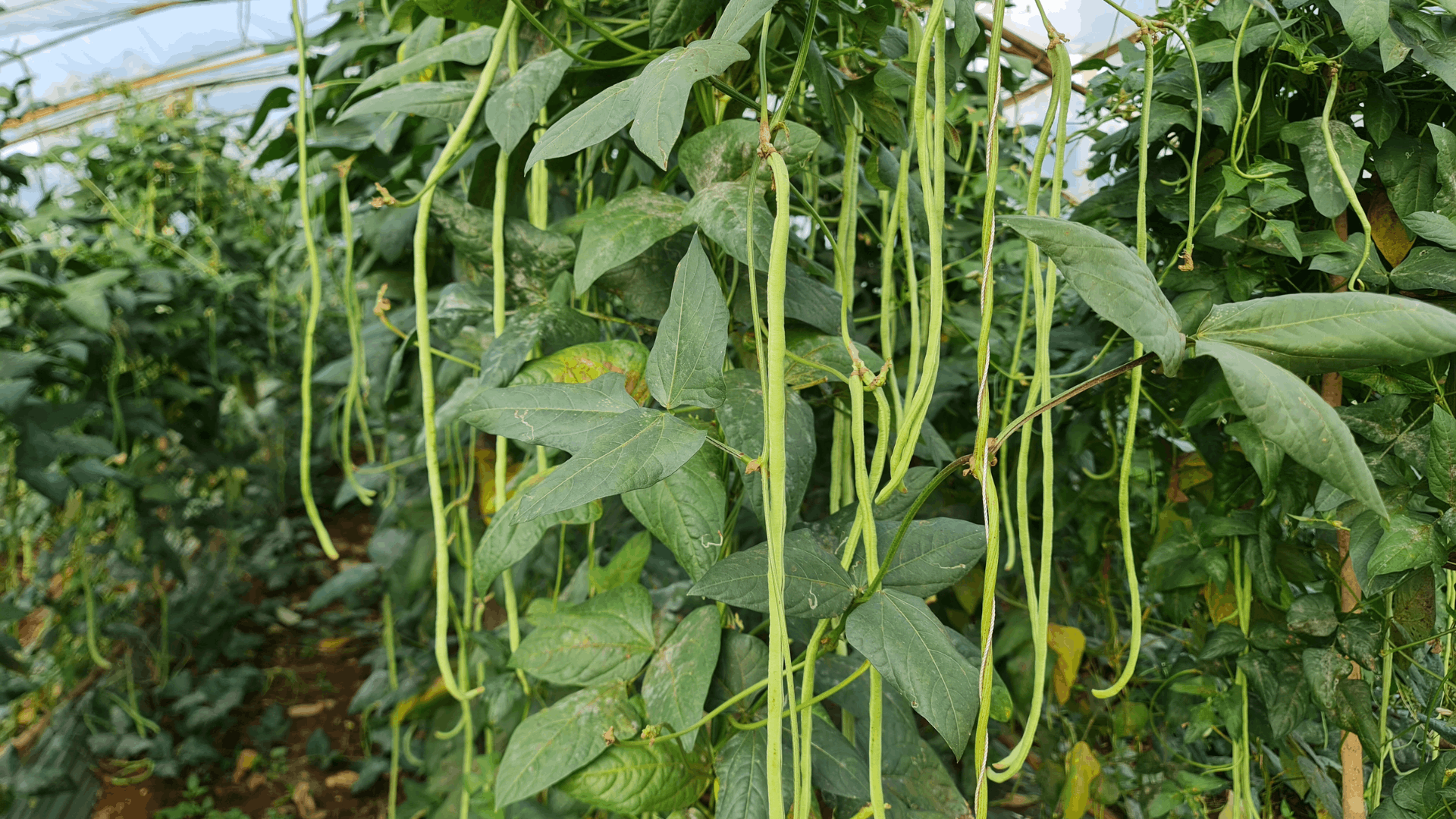 green yardlong beans hanging from leafy vines growing inside a greenhouse with dense green foliage and plants