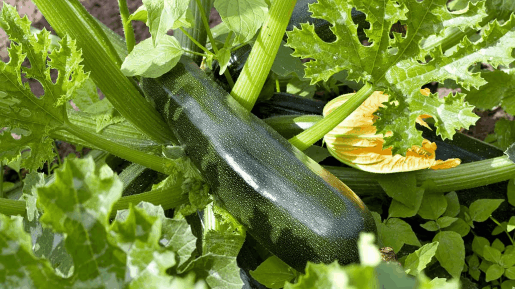 11 Best Zucchini Companion Plants for Every Garden green zucchini growing on a garden plant surrounded by broad leafy vines with a yellow blossom beside the ripening squash (1)