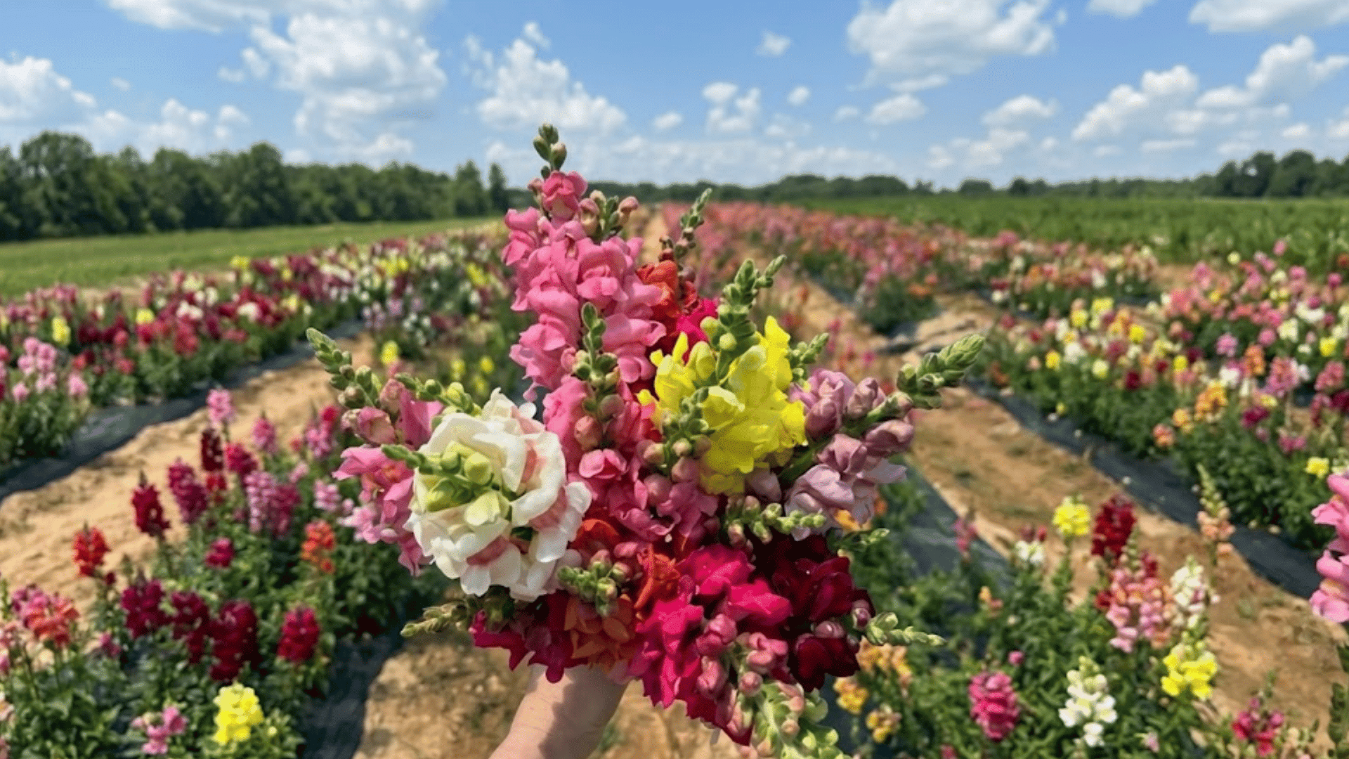 hand holding a colorful bouquet of snapdragon flowers in a blooming flower field beneath a bright blue sky with scattered clouds