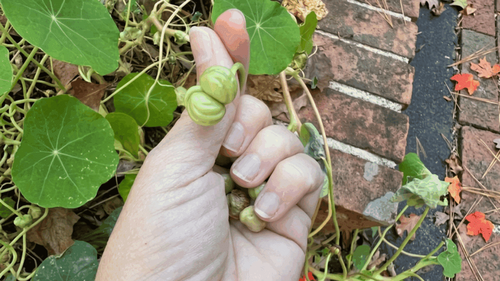 hand holding green nasturtium seed pods growing on a vine with round leaves beside a brick garden border in autumn