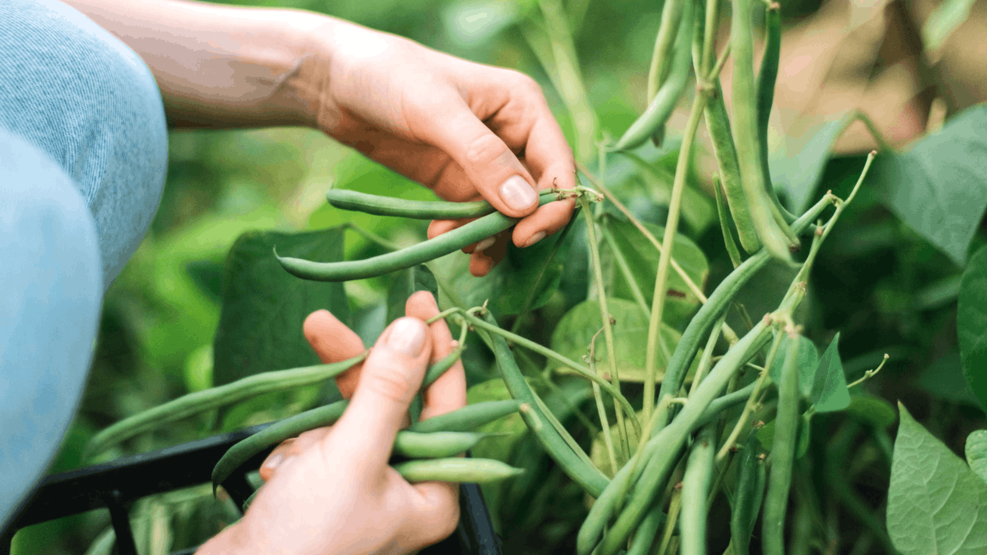 hands harvesting fresh green beans from a thriving bean plant with leafy vines in a vegetable garden during the growing season