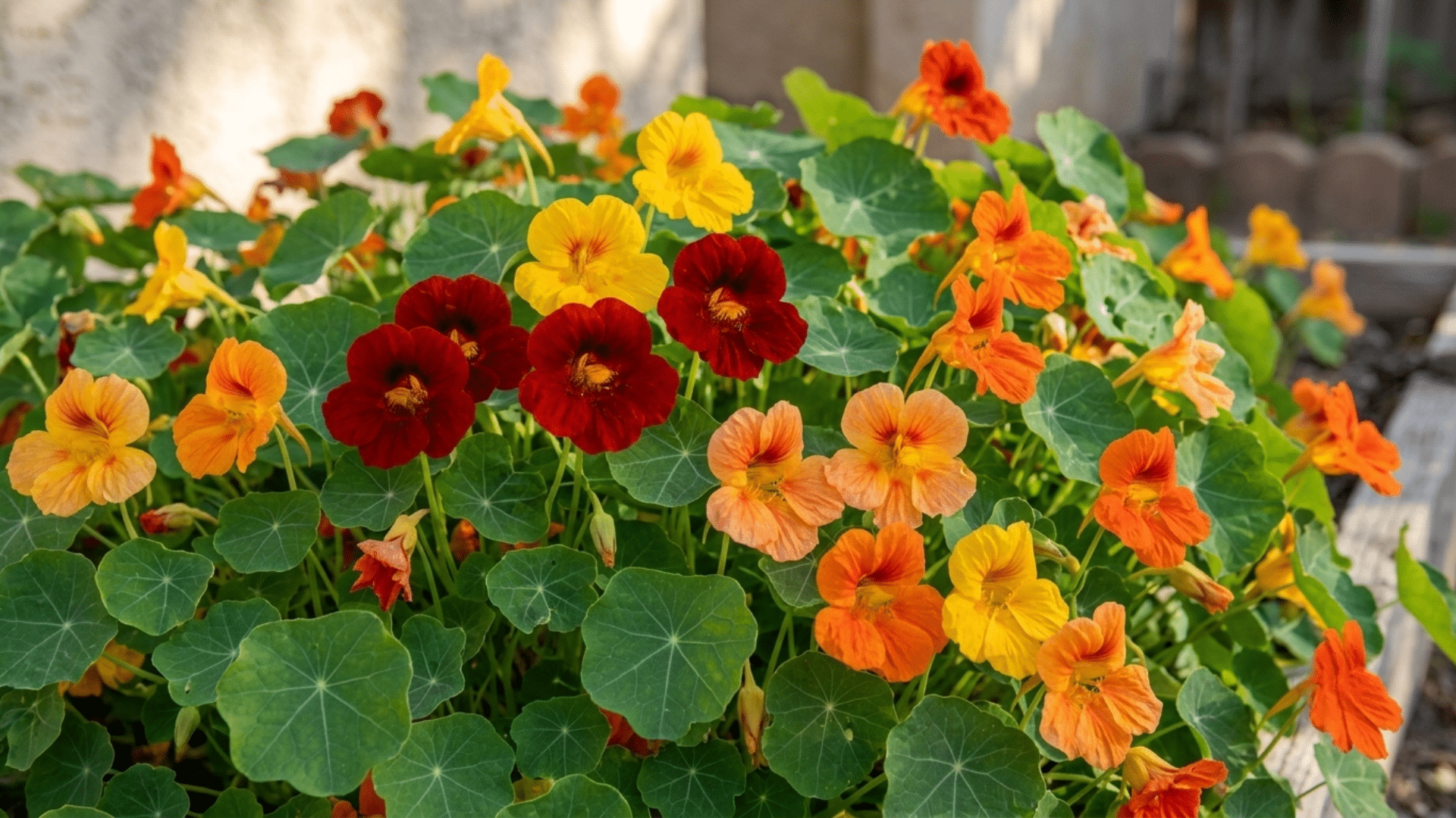 hands sowing nasturtium seeds in prepared garden bed for healthy germination and strong plant growth