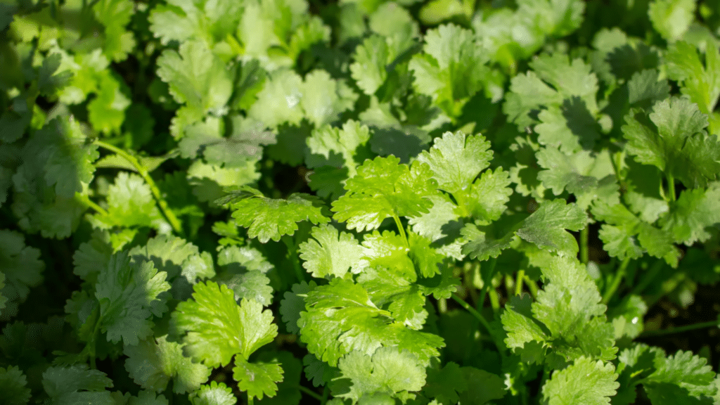14 Best Cilantro Companion Plants for Your Garden healthy cilantro plants with lush green leaves growing densely in a garden bed under bright sunlight ready for fresh harvest