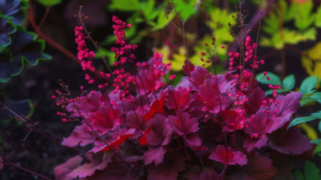How to Grow and Care for Coral Bells (Heuchera) healthy coral bells growing in a shaded garden bed with colorful foliage and fresh spring growth (1)