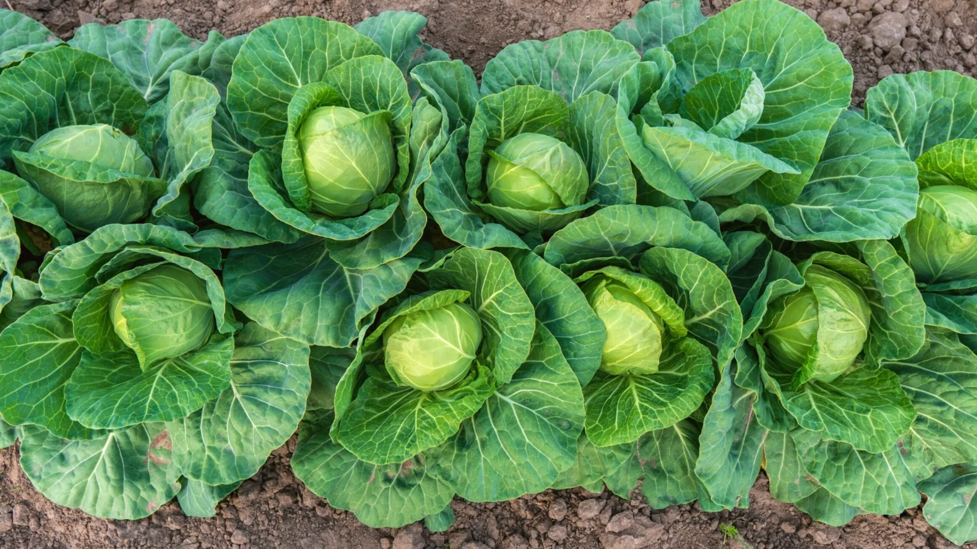 healthy green cabbage heads growing in neat garden rows with large layered leaves covering firm round centers