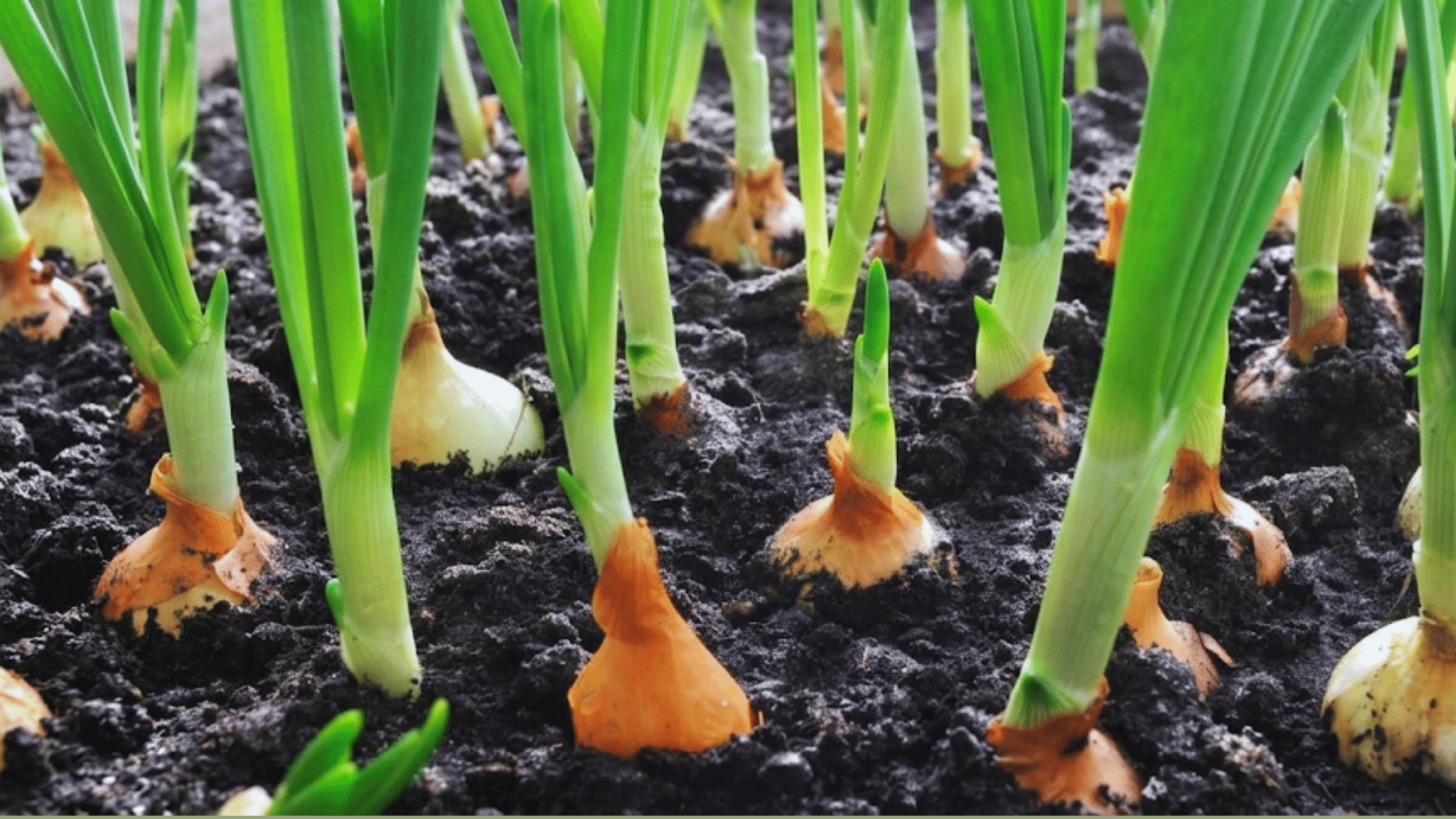 healthy onion bulbs growing in dark garden soil with green stalks standing upright in a well maintained vegetable garden