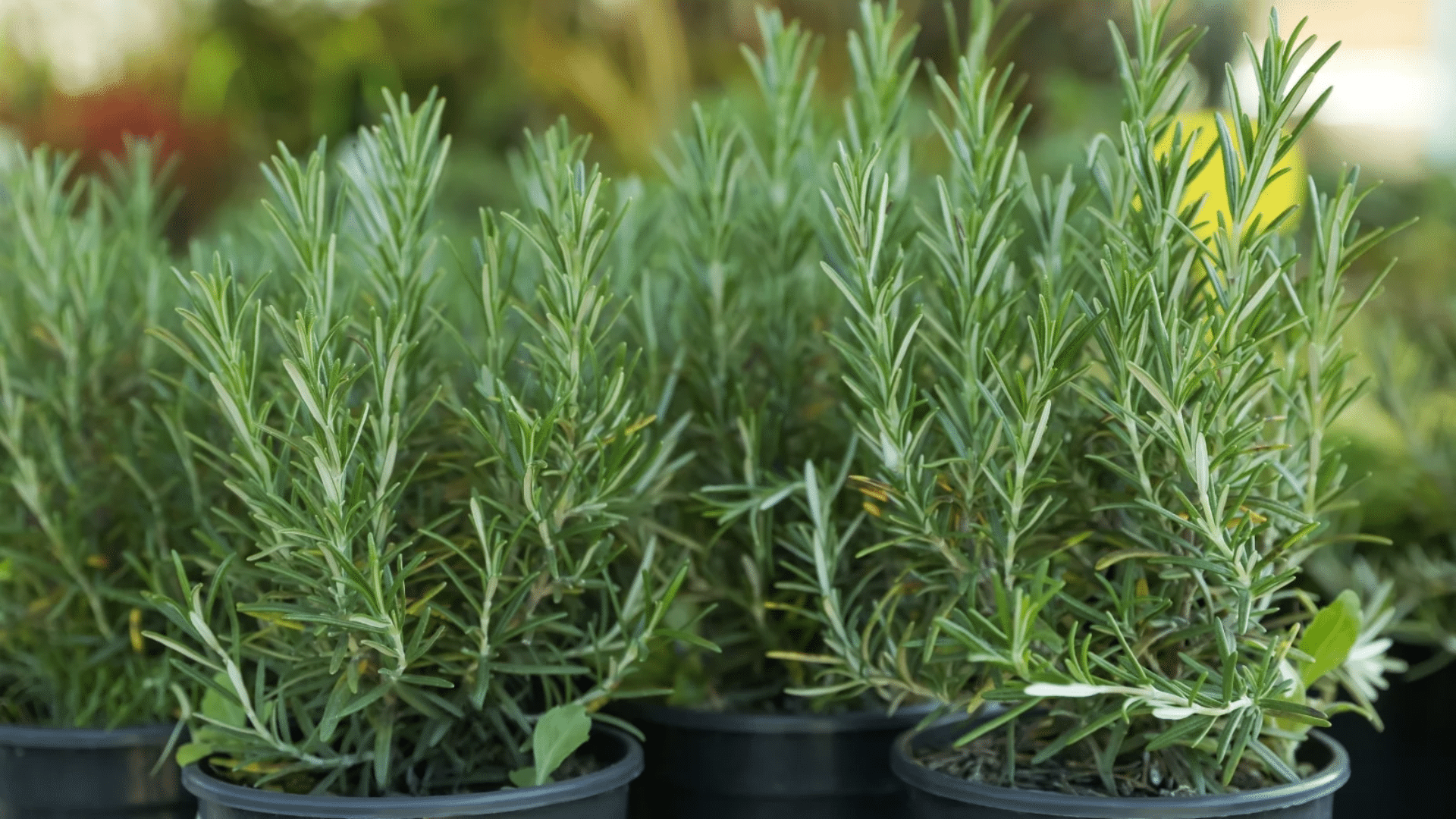 healthy rosemary plants growing in black nursery pots with fragrant green needle like leaves ready for planting or harvest