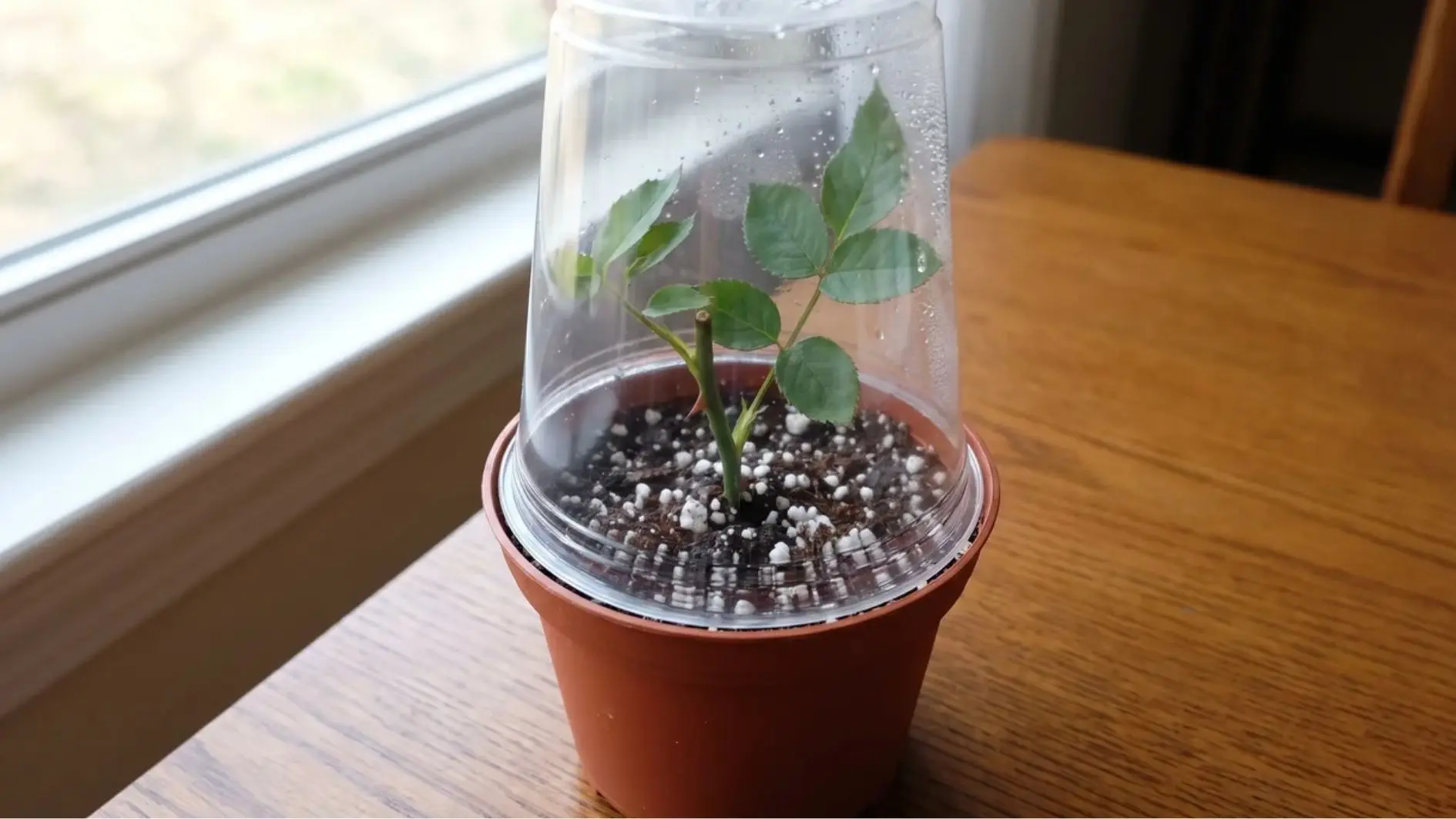 Rose cutting planted in potting mix with a clear humidity cover for rooting