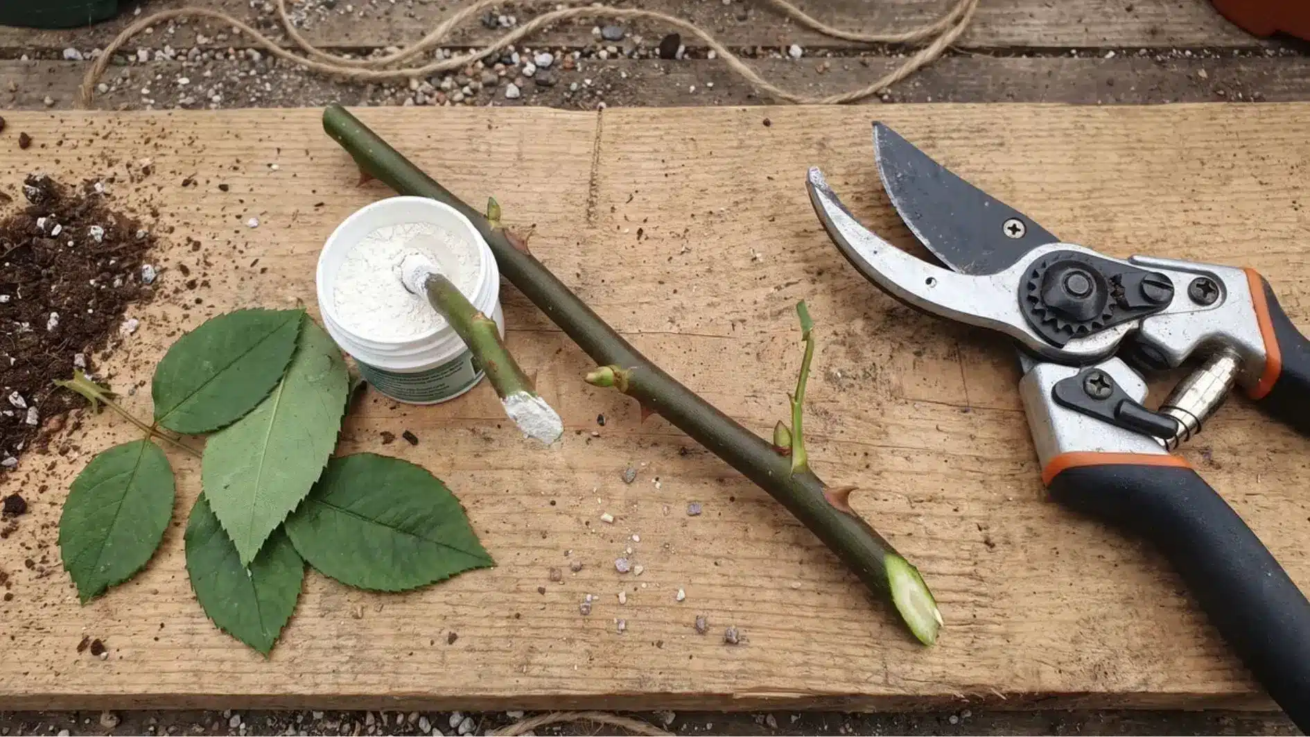 Rose stem cutting with pruning shears, removed leaves, and rooting hormone powder