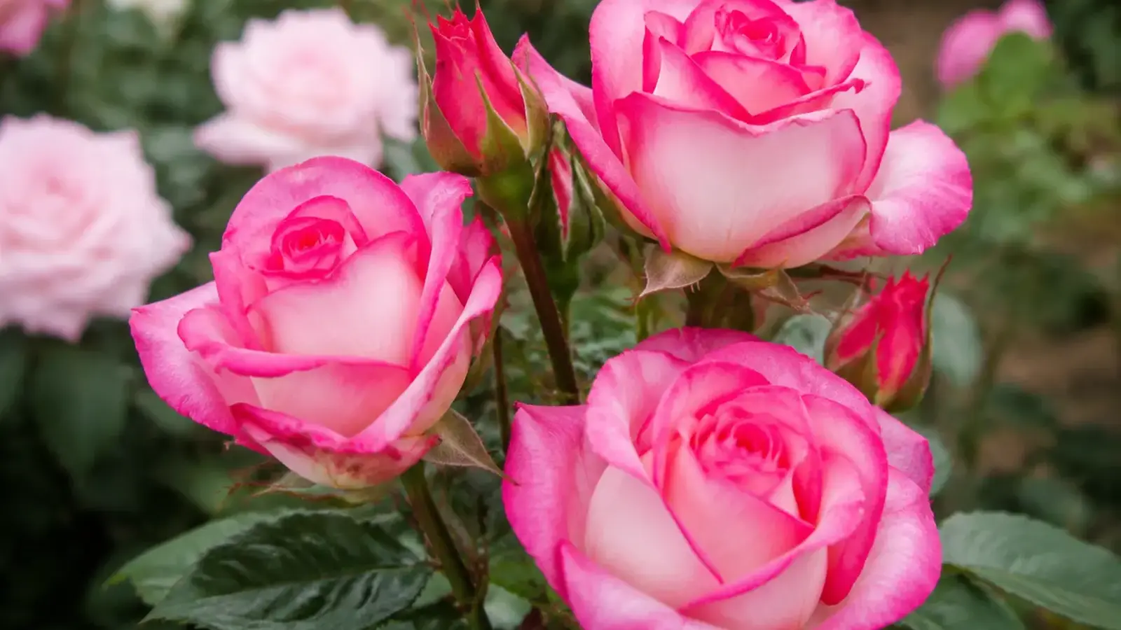 pink and white hybrid tea roses blooming among dark green leaves in a garden