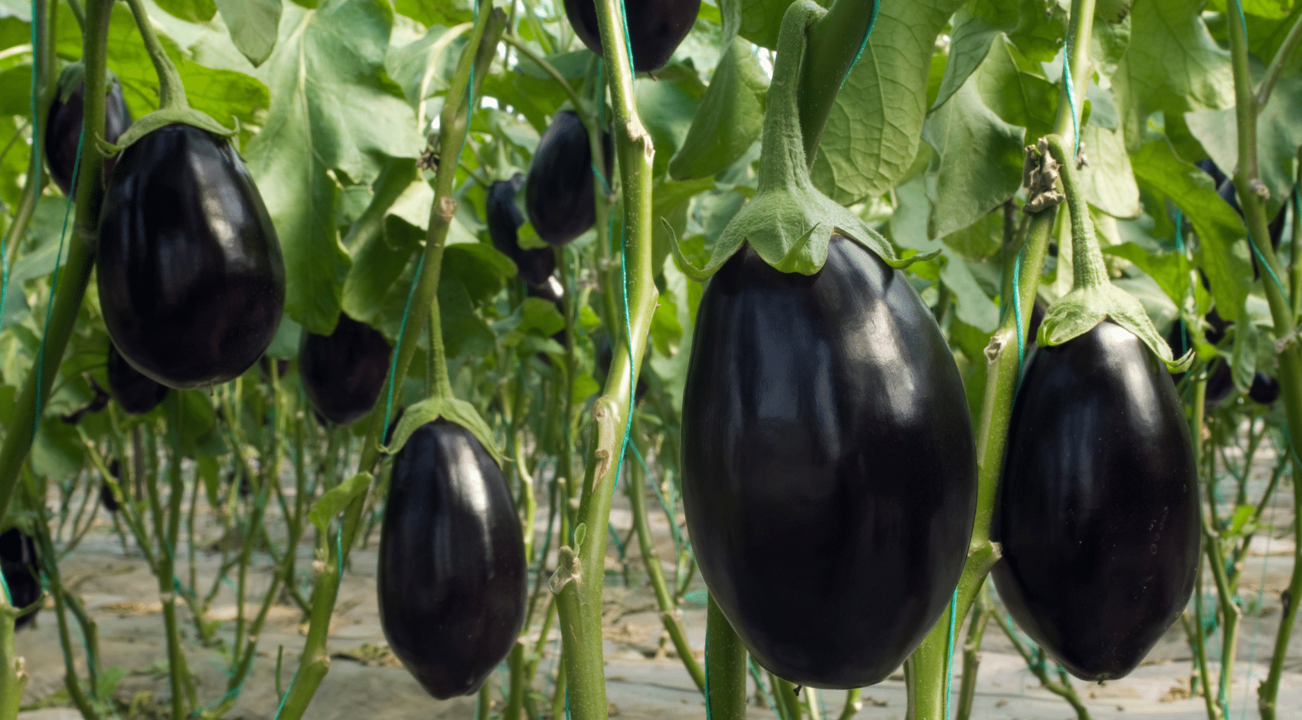 ripe purple eggplants hanging from healthy plants surrounded by green leaves in a productive vegetable garden
