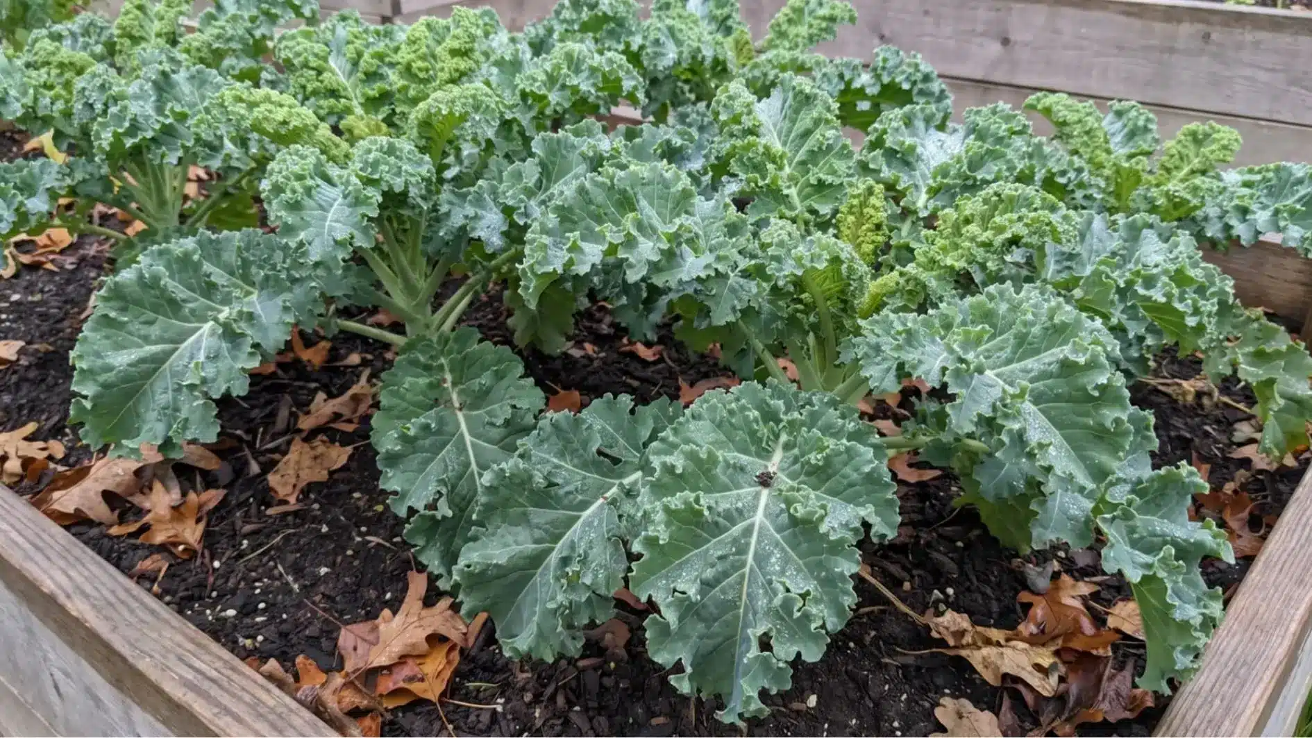 Kale plants with green leaves growing in a fall garden
