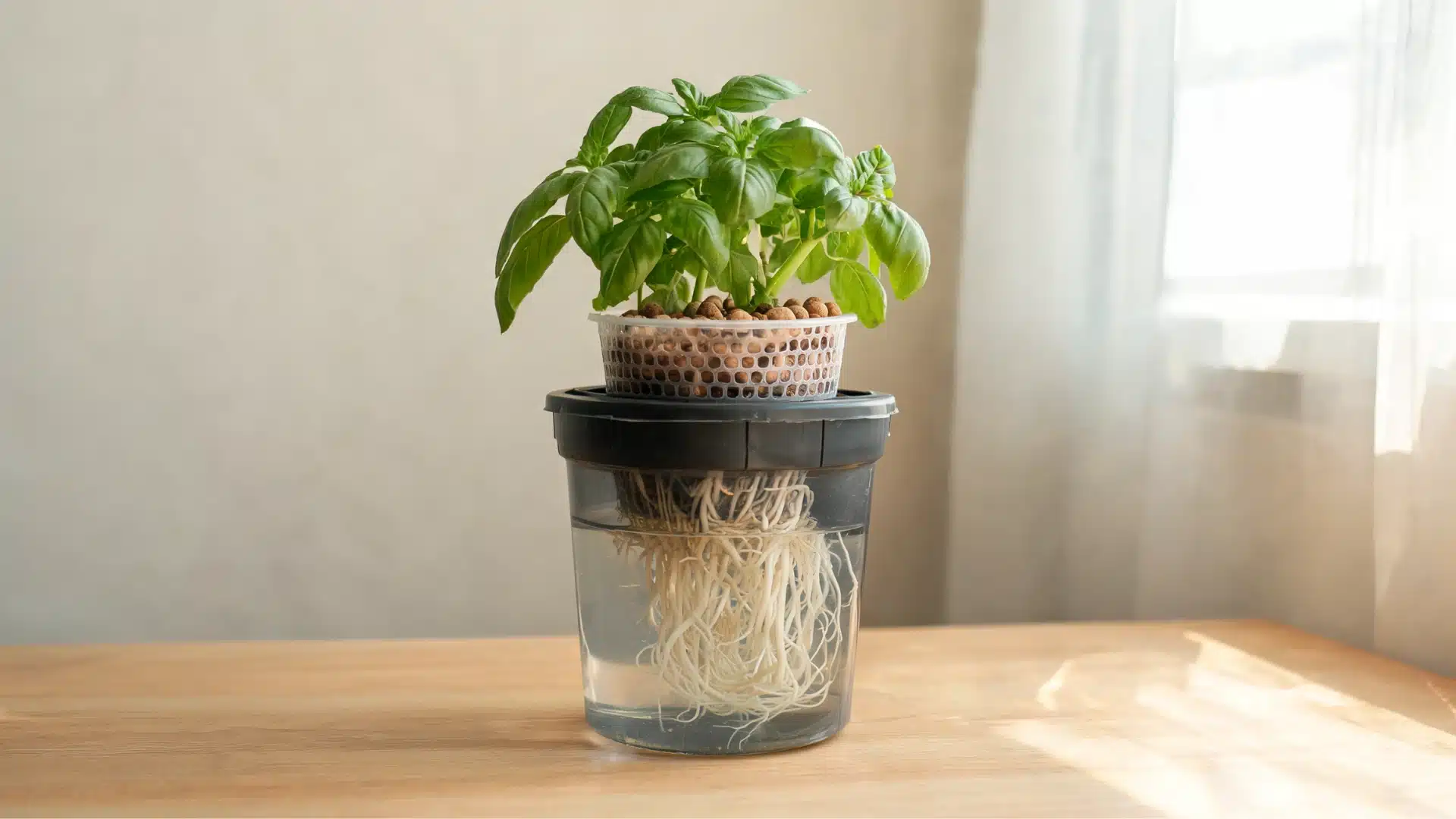 basil plant growing in a diy kratky hydroponic system with visible roots in nutrient water container