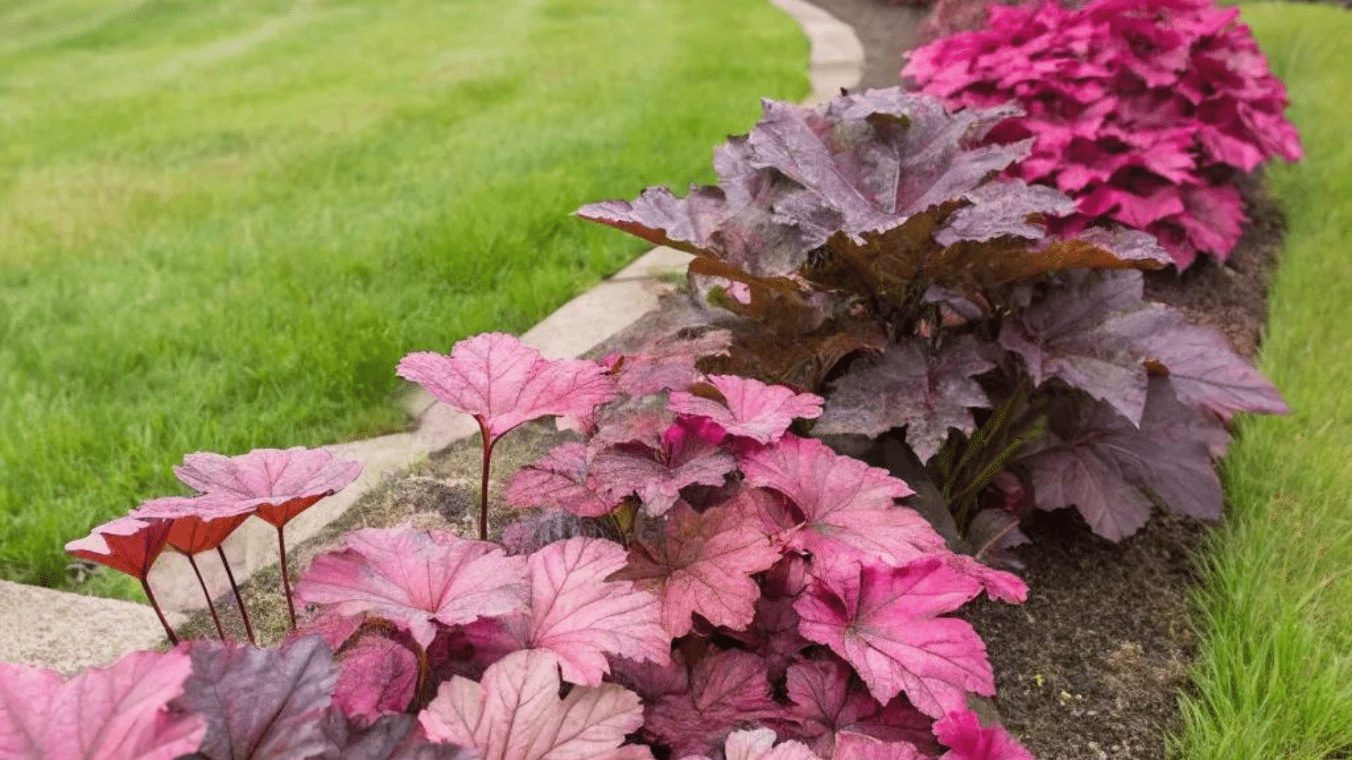 landscaping with coral bells and hostas creating a colorful shaded garden border