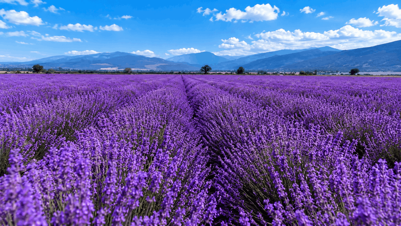 lavender field with rows of purple flowers under a blue sky and mountain landscape in the background