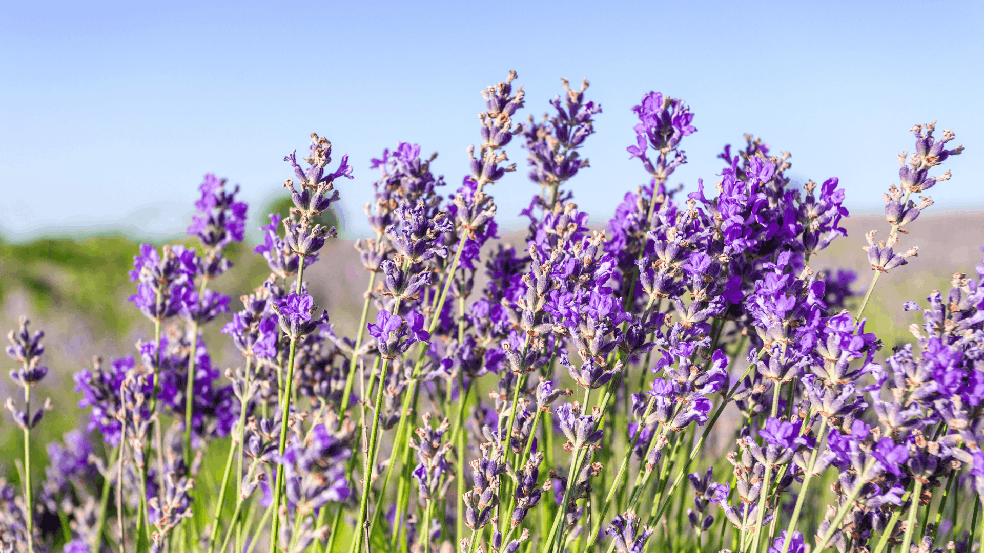 lavender flowers blooming on slender stems in a sunny field with a clear blue sky and soft green landscape in the background (1)