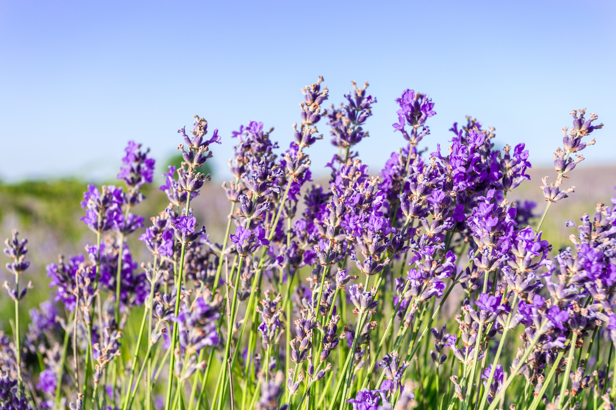 lavender plants with vibrant purple flower spikes blooming in a sunny garden with lush green foliage (3)