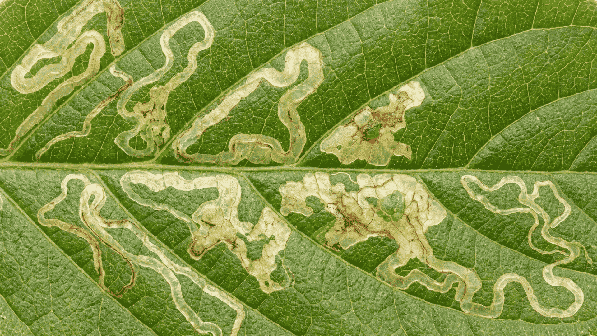 Close-up of a green leaf with pale winding tunnels and blotched areas caused by leaf miners.